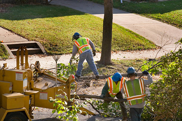 The Steps Involved in Our Tree Care Process in Bedford, VA